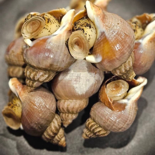 北海道産 エゾバイツブ煮